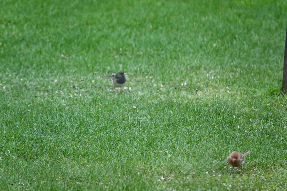 Dark-eyed Junco (Oregon) - ML633194610