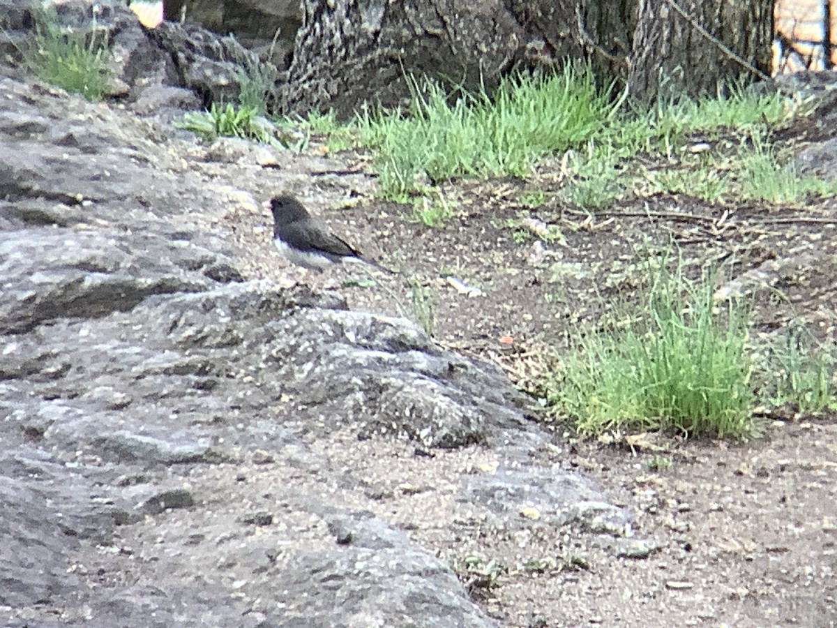 Dark-eyed Junco - ML633194622