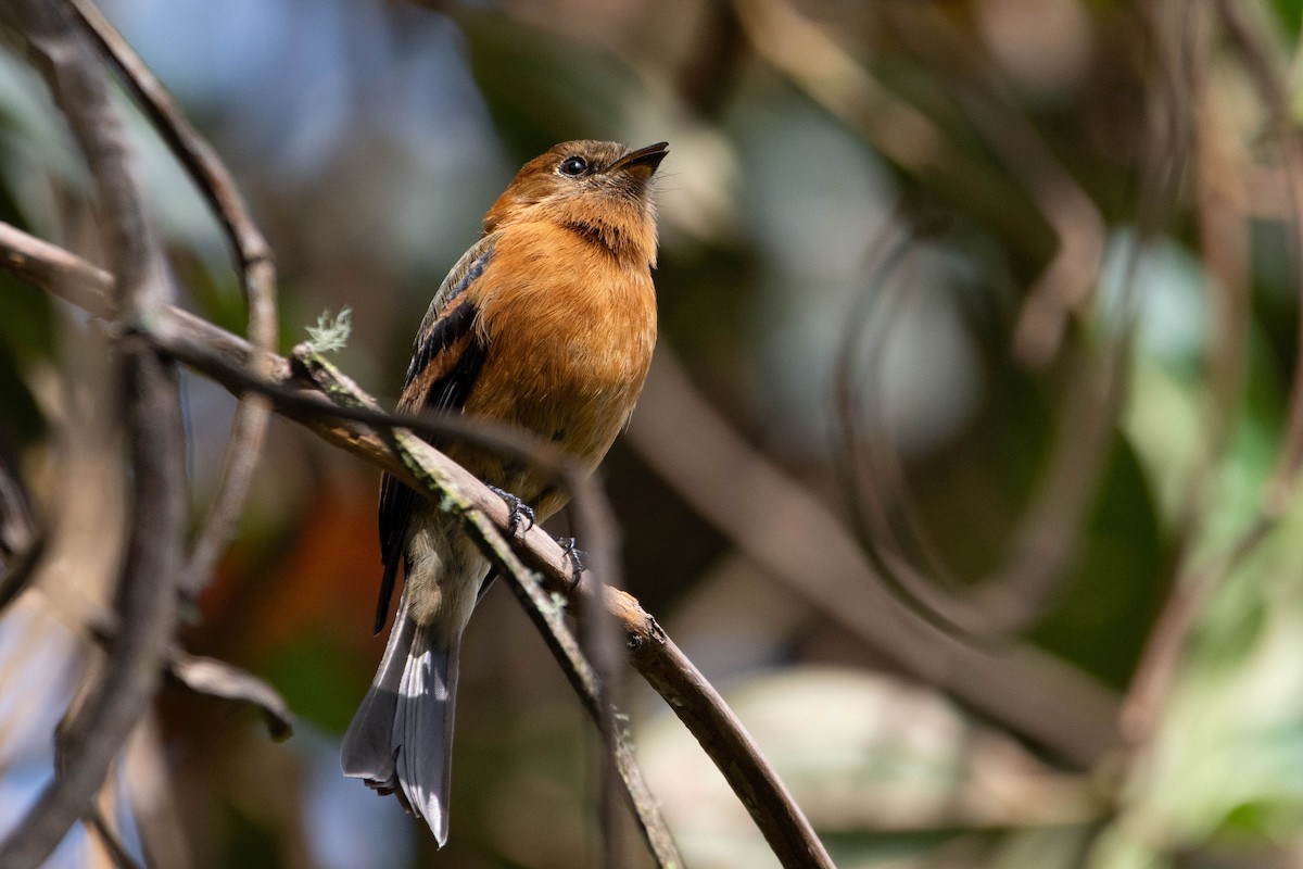 Cinnamon Flycatcher - ML633194633