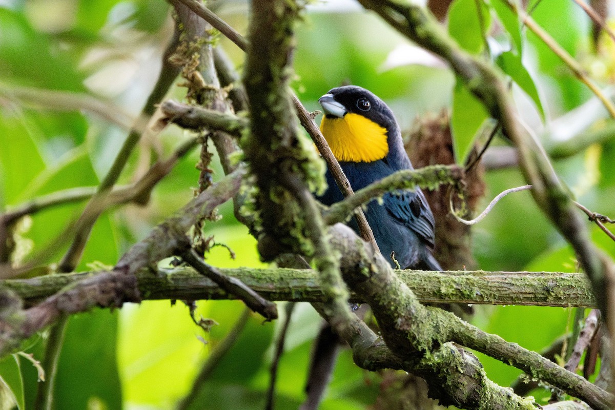 Purplish-mantled Tanager - ML633194648