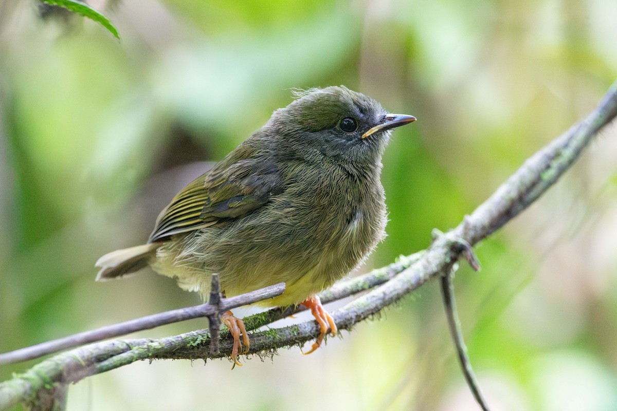 Russet-crowned Warbler - ML633194652
