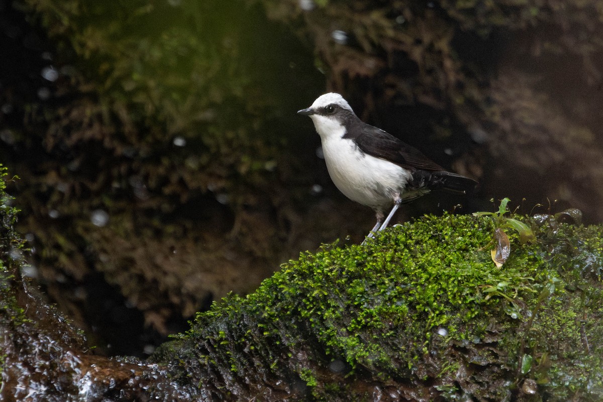 White-capped Dipper - ML633194654