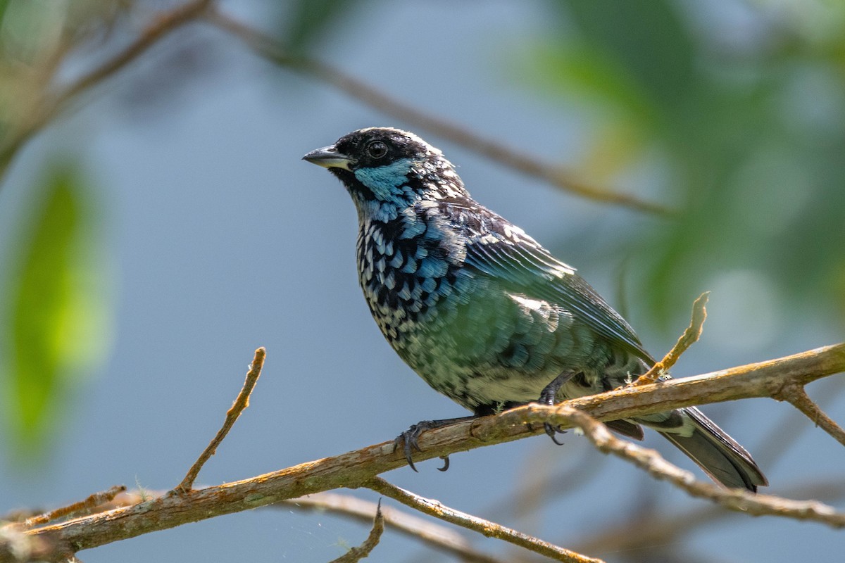 Beryl-spangled Tanager - ML633194658