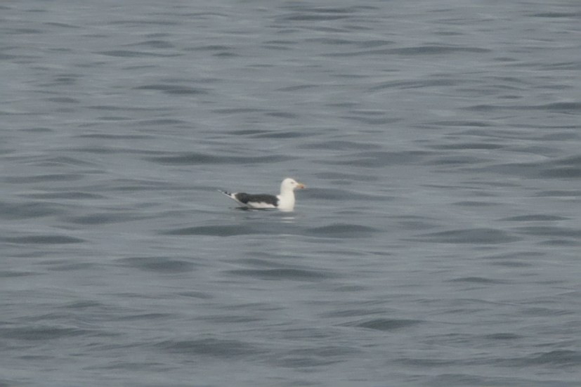 Great Black-backed Gull - ML633194660