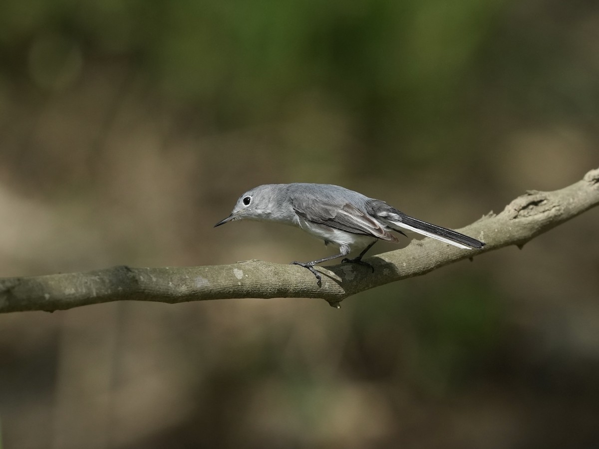 Blue-gray Gnatcatcher - ML633194662