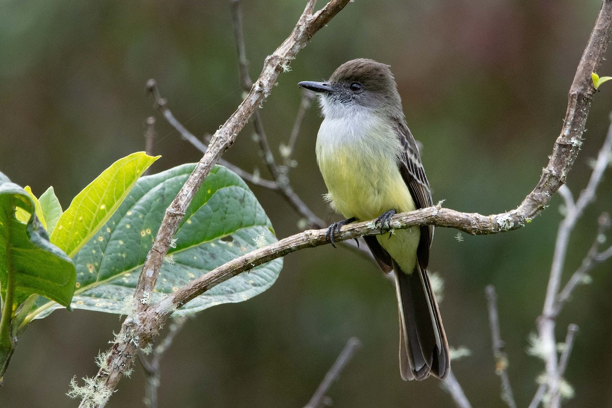 Pale-edged Flycatcher - ML633194665
