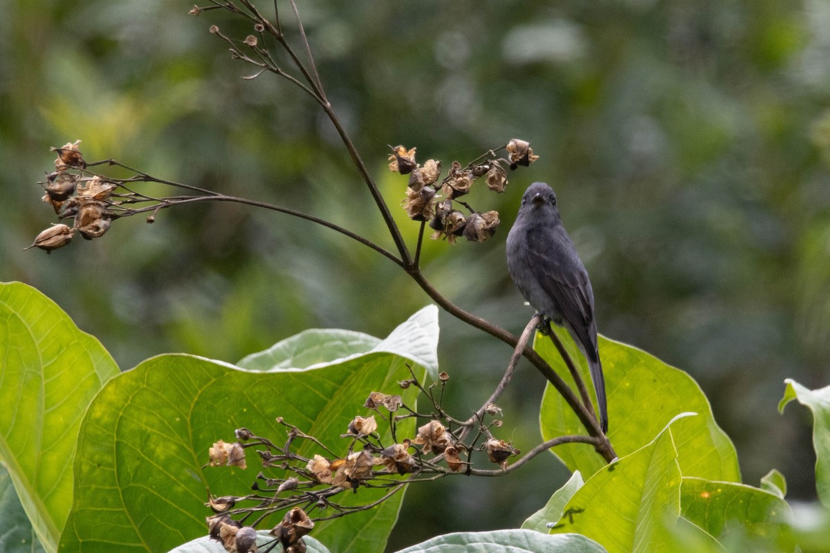 Smoke-colored Pewee - ML633194670