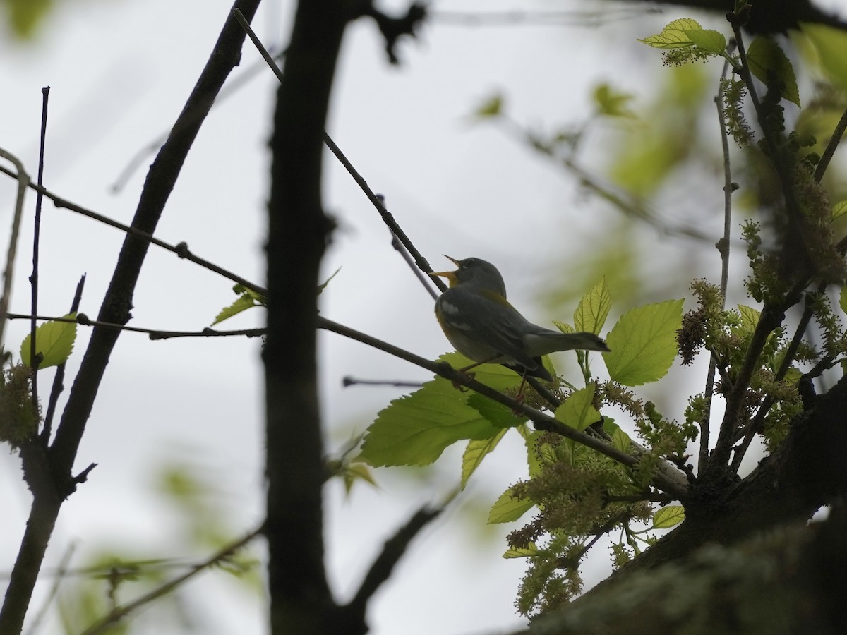 Northern Parula - ML633194687