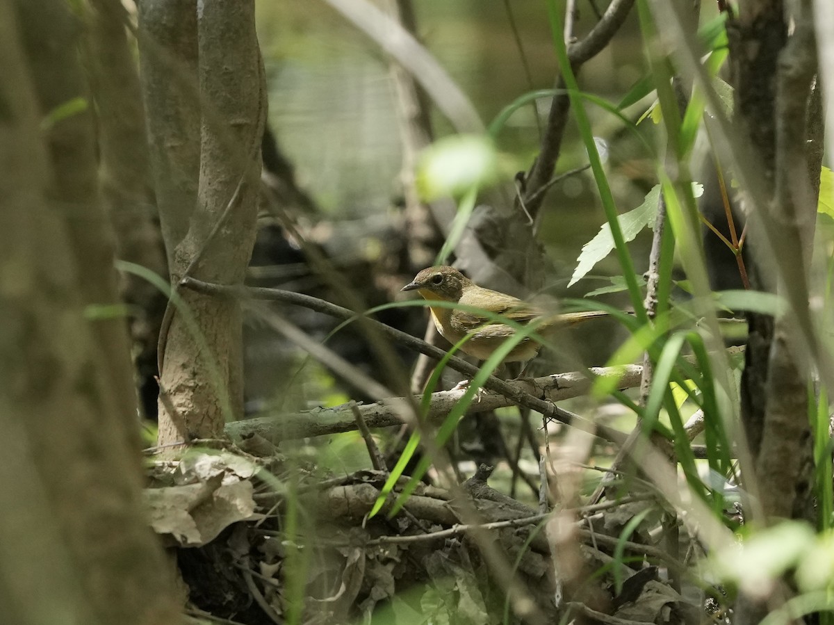 Common Yellowthroat - ML633194698