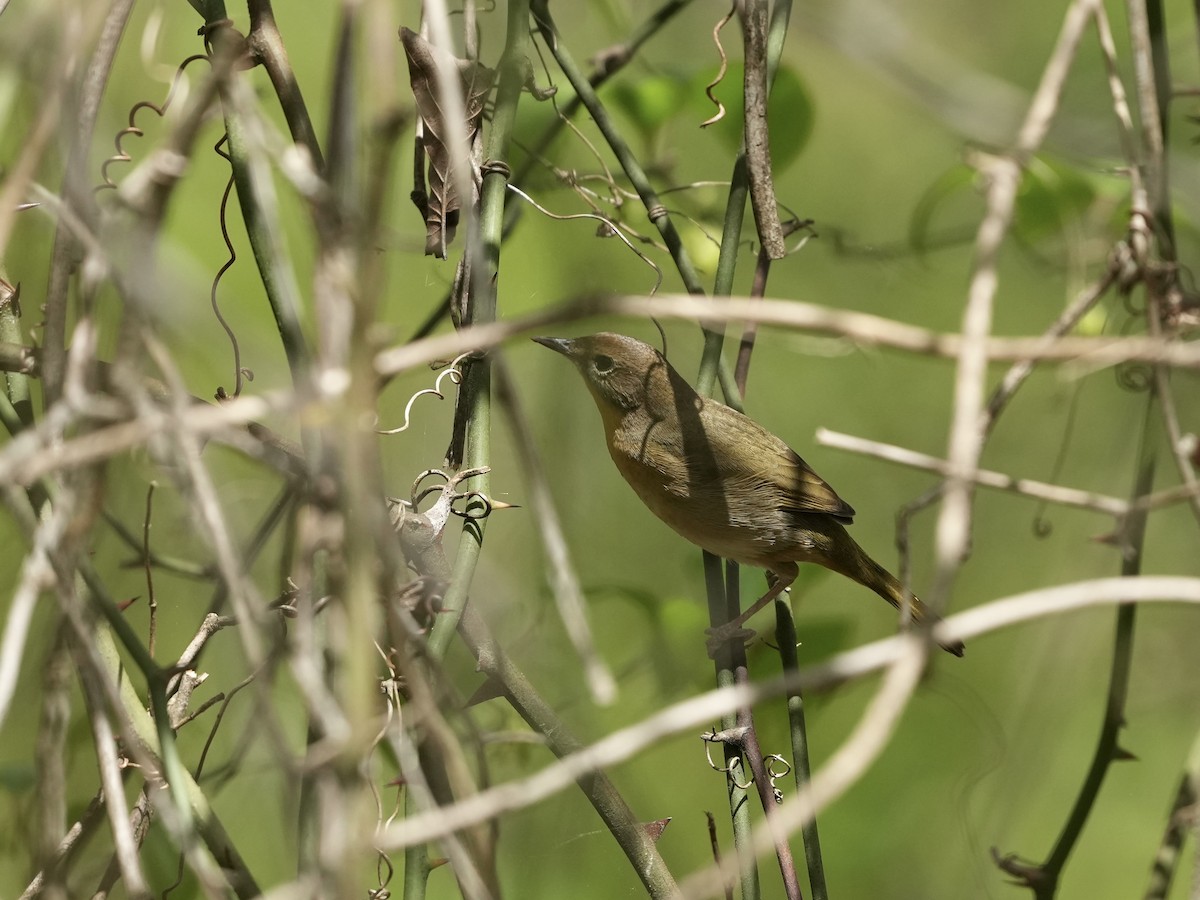 Common Yellowthroat - ML633194699