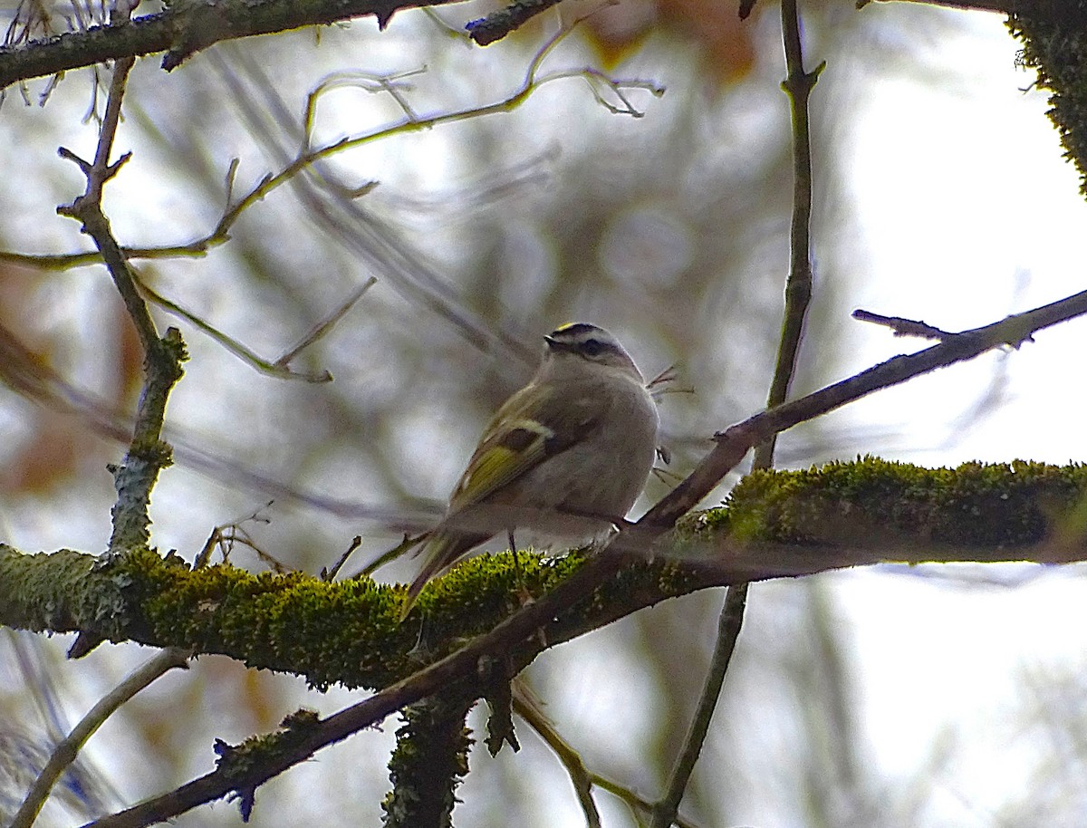 Roitelet à couronne dorée - ML633194728