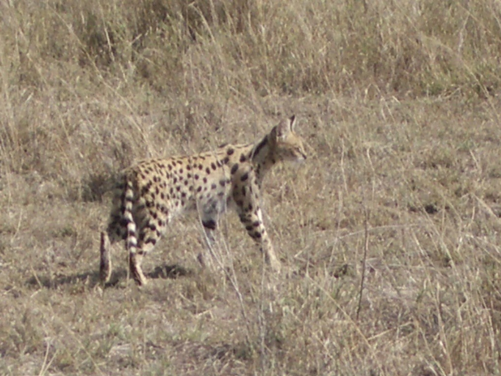 Serval - ML633194744