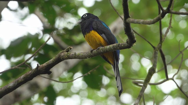 Trogon à queue blanche - ML633194765