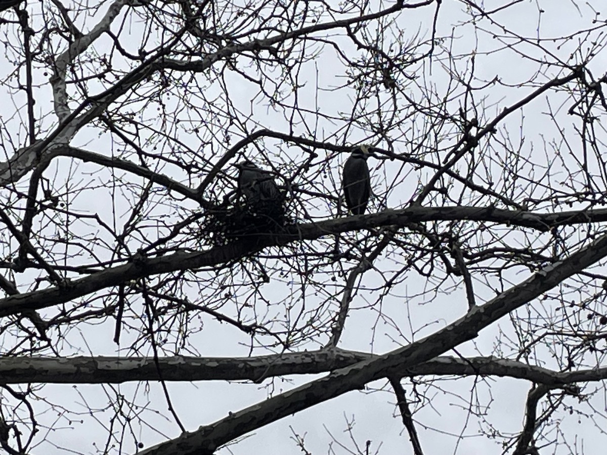 Yellow-crowned Night Heron - ML633194799