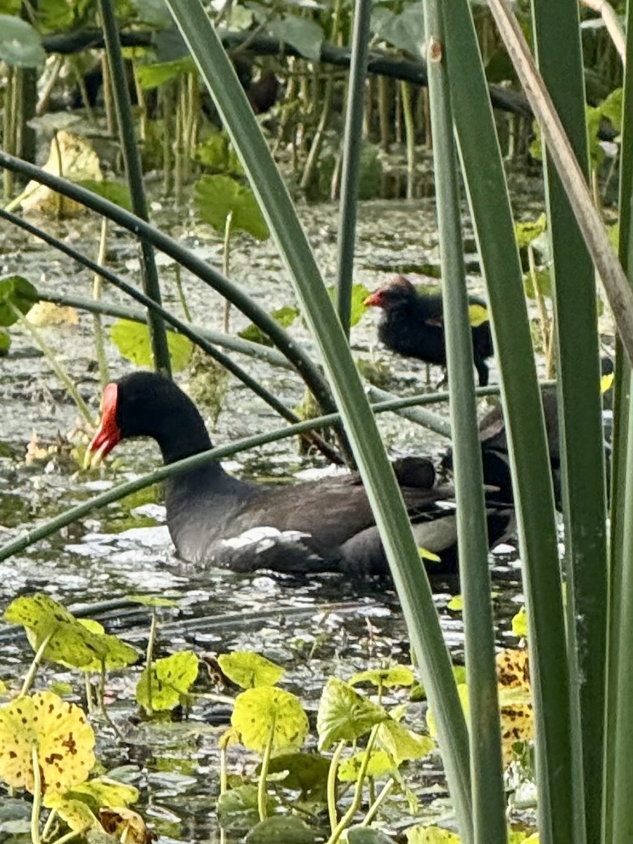 Common Gallinule - ML633194815