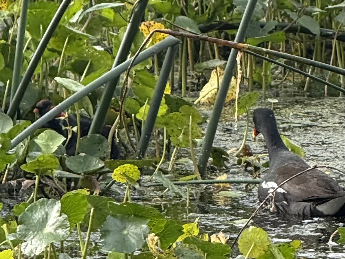 Common Gallinule - ML633194816
