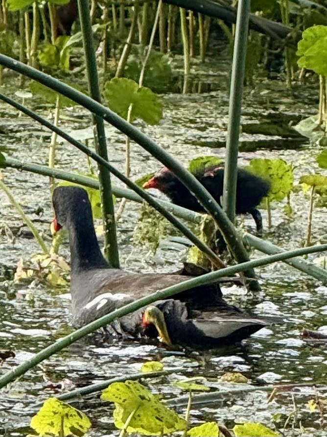 Common Gallinule - ML633194817