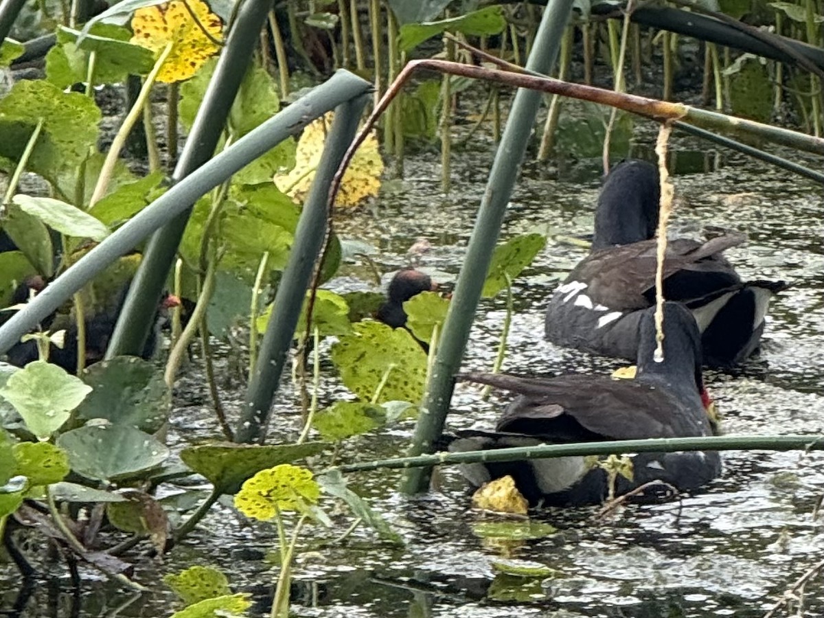 Common Gallinule - ML633194818