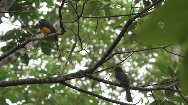 Trogon à queue blanche - ML633194863