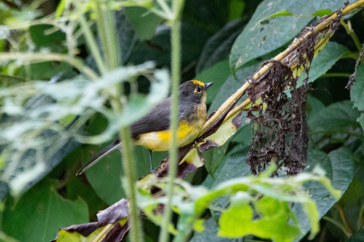 Golden-fronted Redstart (Golden-fronted) - ML633194952