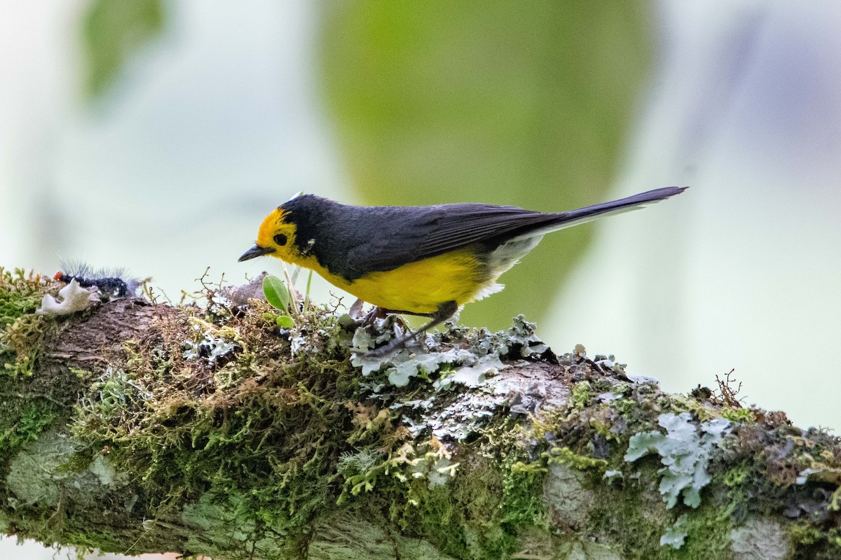 Golden-fronted Redstart (Golden-fronted) - ML633194953