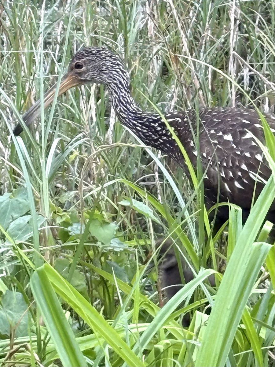Limpkin - ML633195005