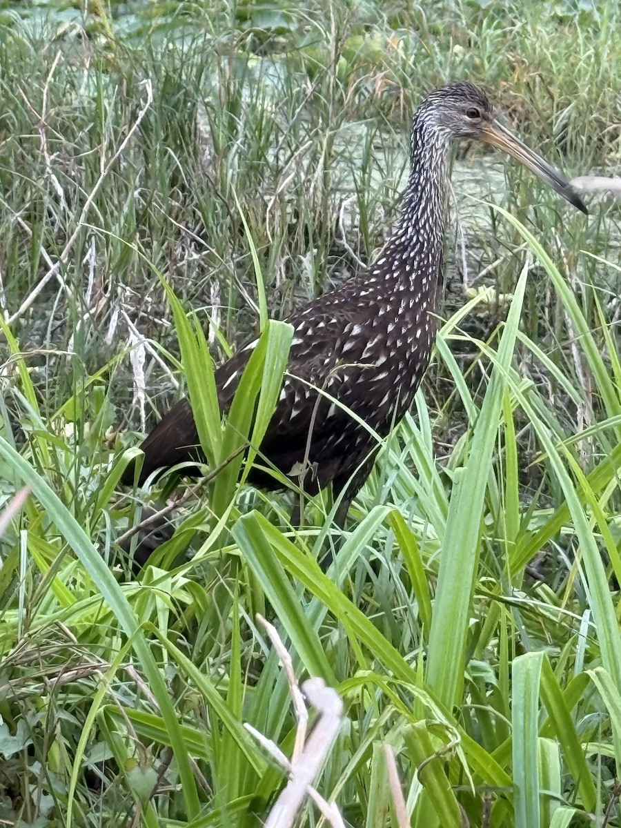 Limpkin - ML633195006