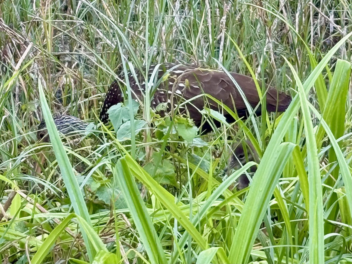 Limpkin - ML633195007