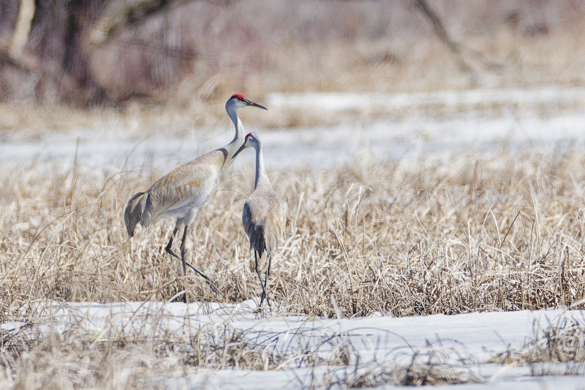 Sandhill Crane - ML633195067