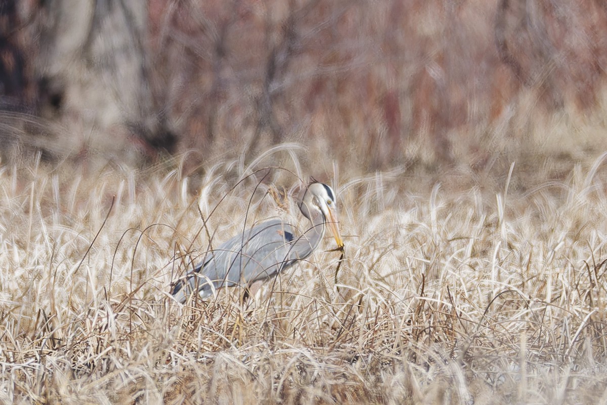 Great Blue Heron - ML633195071