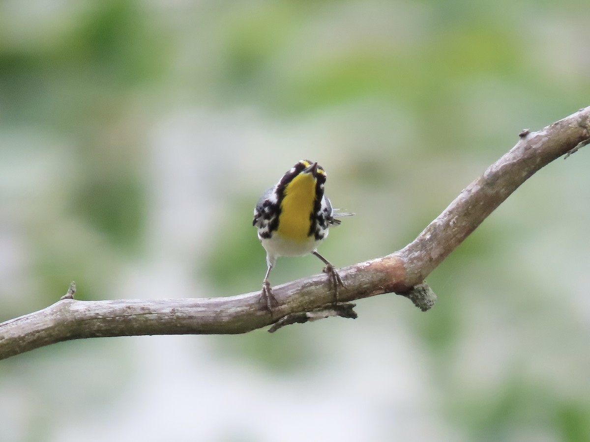 Yellow-throated Warbler (dominica/stoddardi) - ML633195126