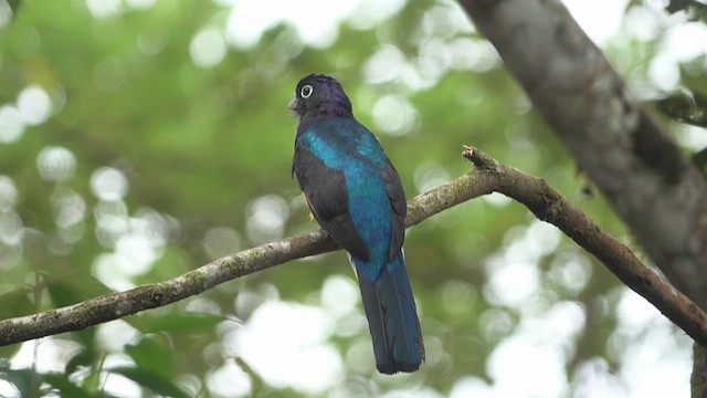 Trogon à queue blanche - ML633195133