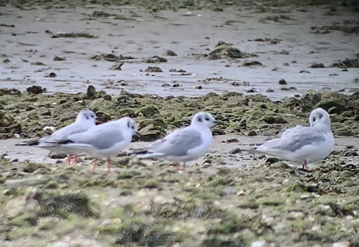 Bonaparte's Gull - ML633195147