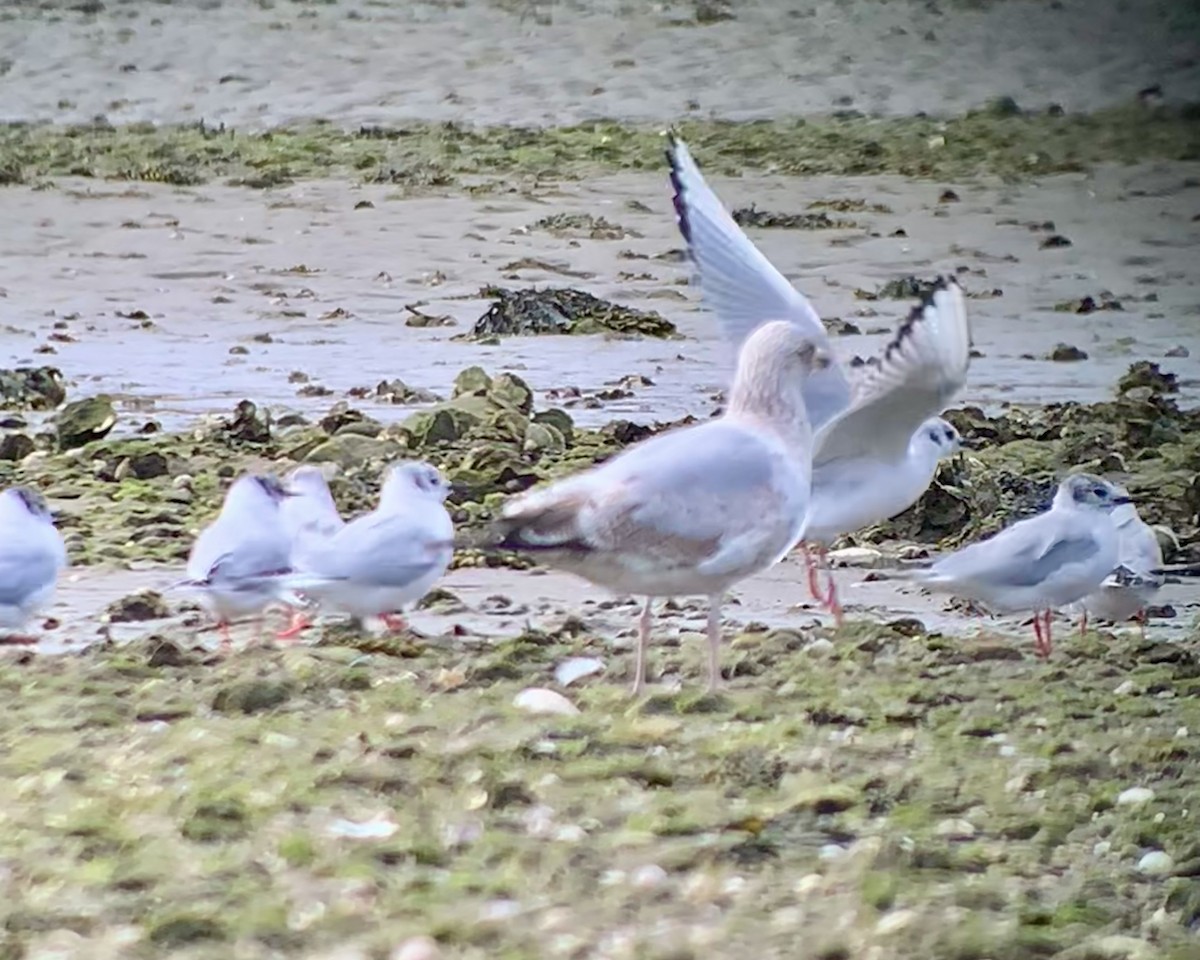Bonaparte's Gull - ML633195148