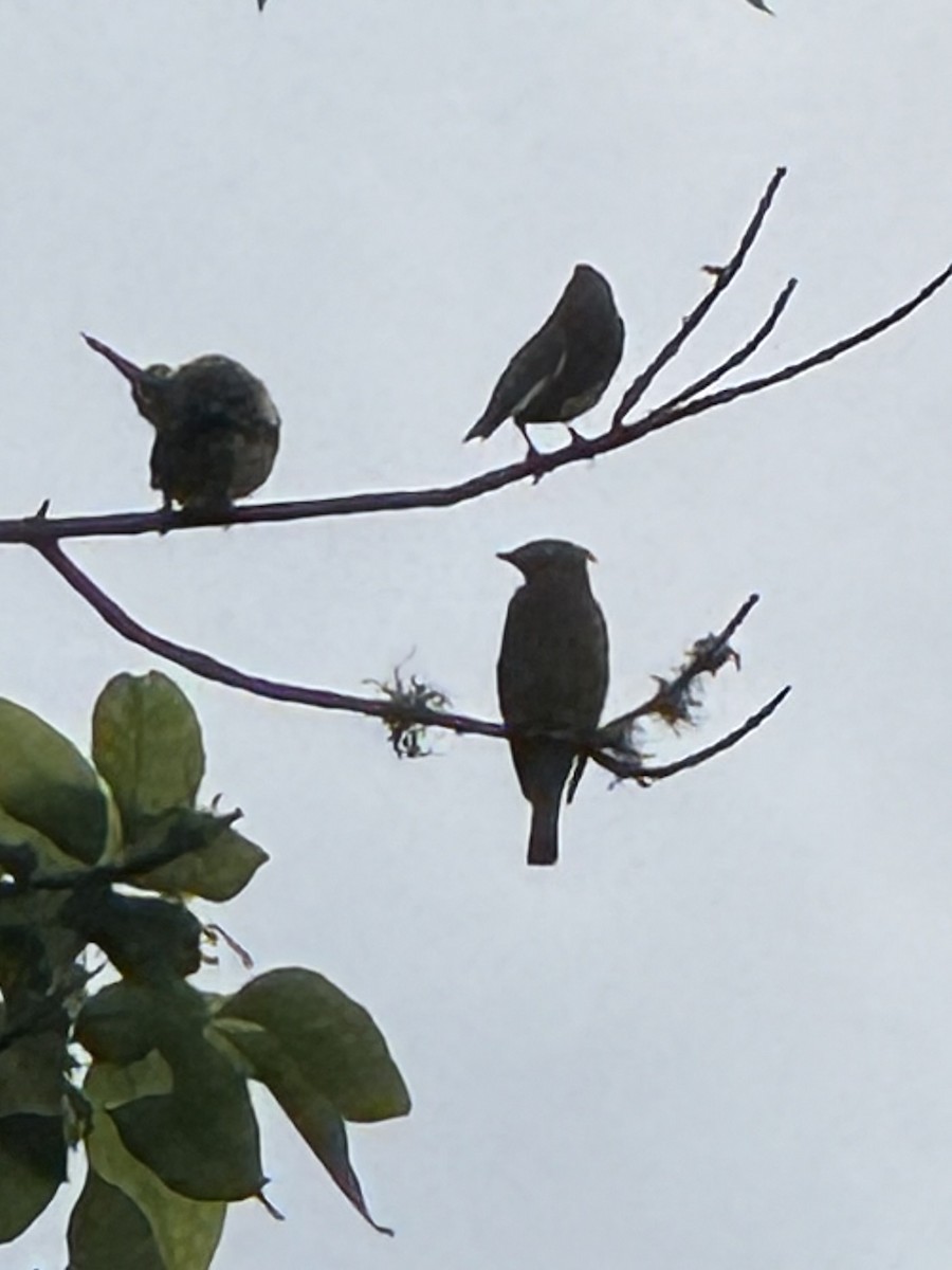 Cedar Waxwing - ML633195186