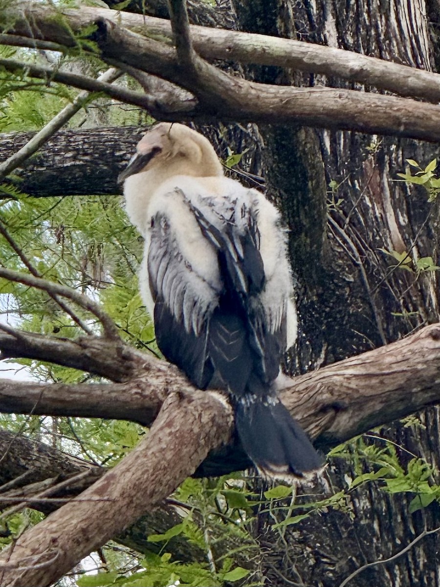 Anhinga - ML633195225