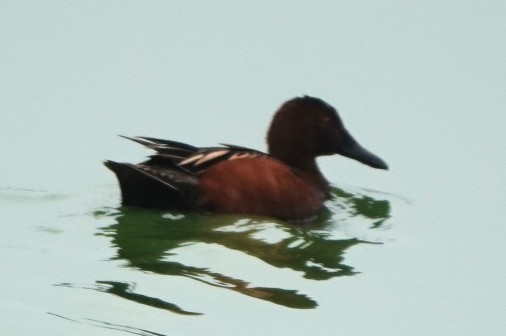 Cinnamon Teal - ML633195268