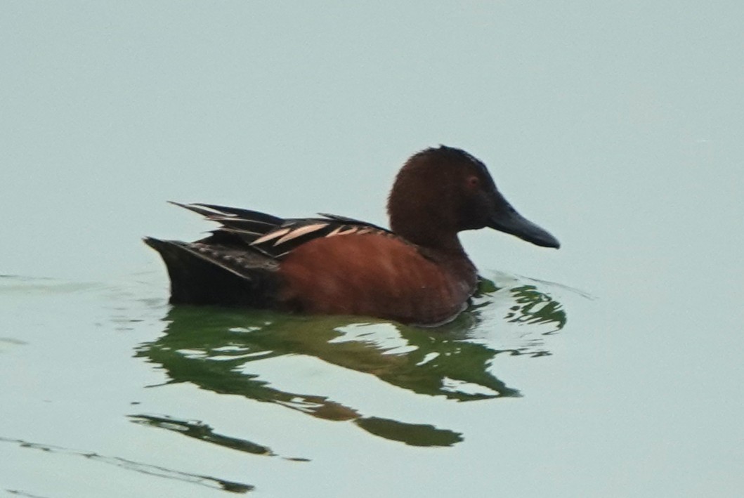 Cinnamon Teal - ML633195270