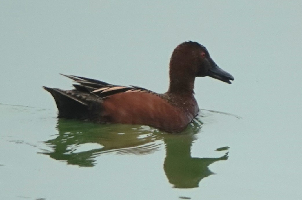 Cinnamon Teal - ML633195271