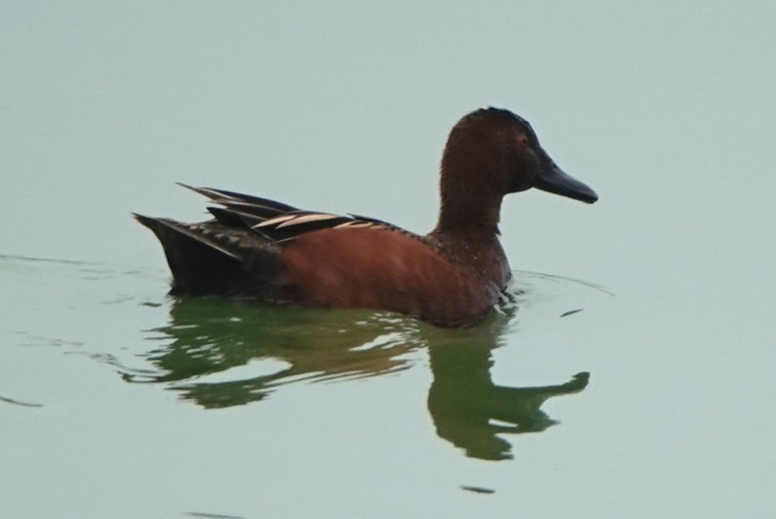 Cinnamon Teal - ML633195272