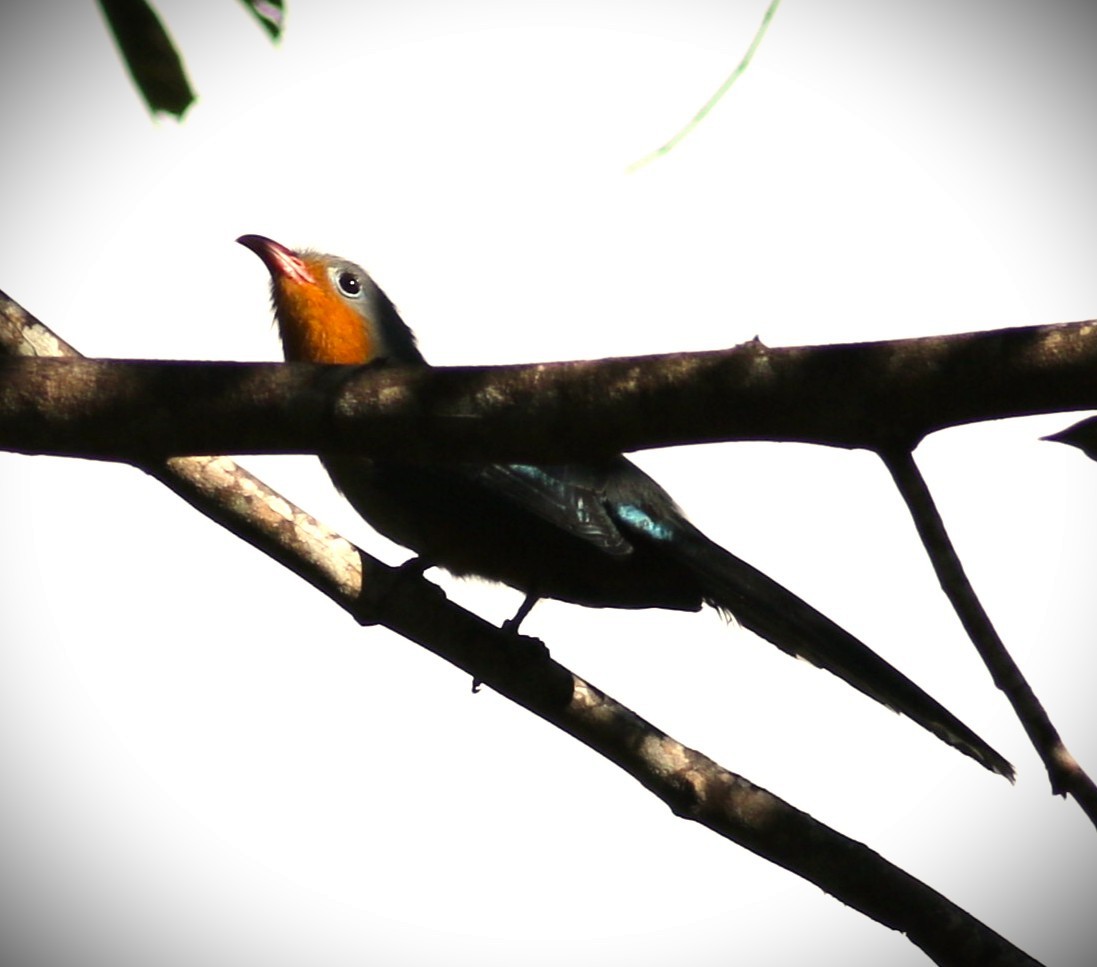 Red-billed Malkoha - ML633195336