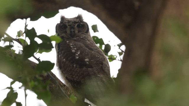 Grayish Eagle-Owl - ML633195933