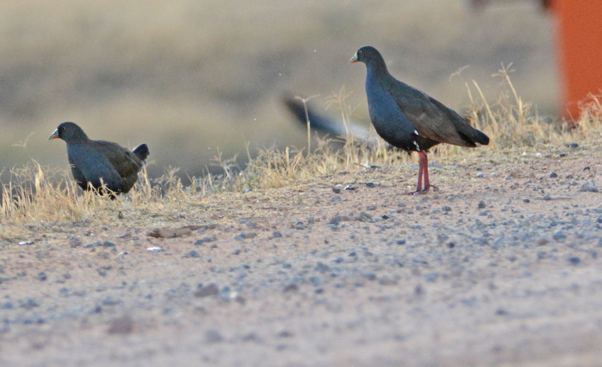 Black-tailed Nativehen - ML633195940