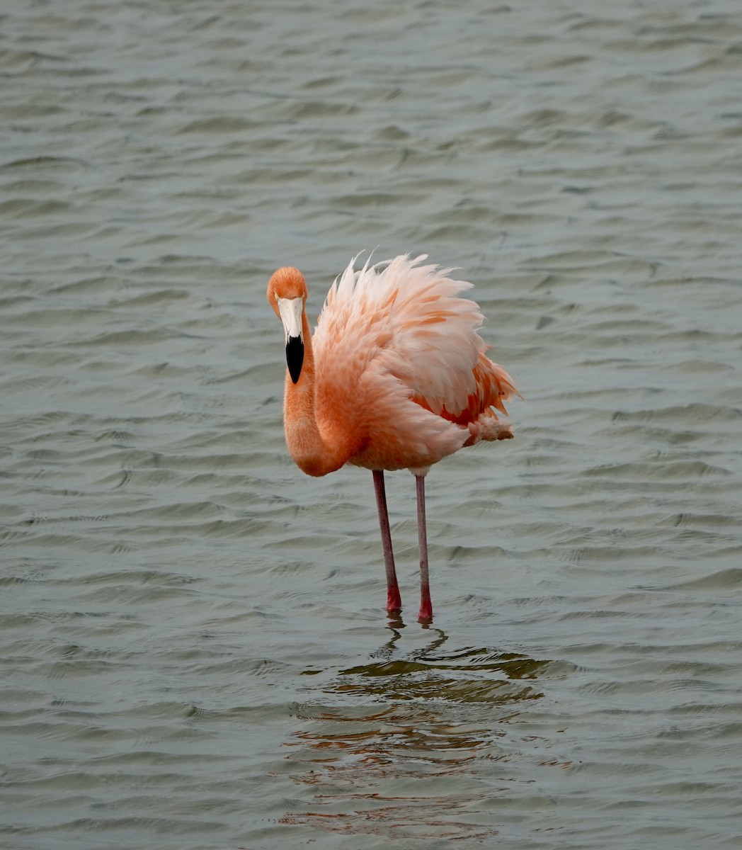 American Flamingo - ML633196047