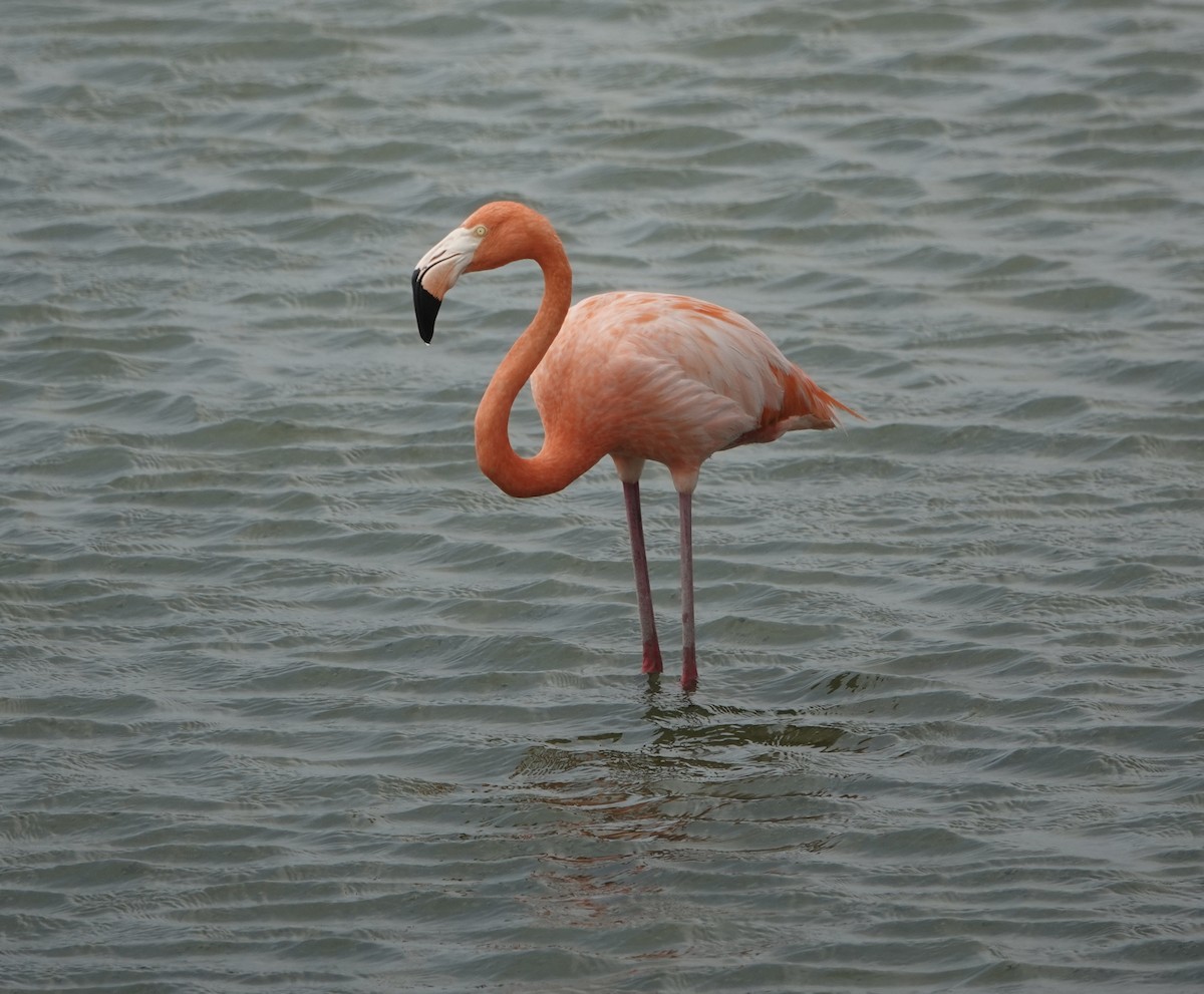 American Flamingo - ML633196048