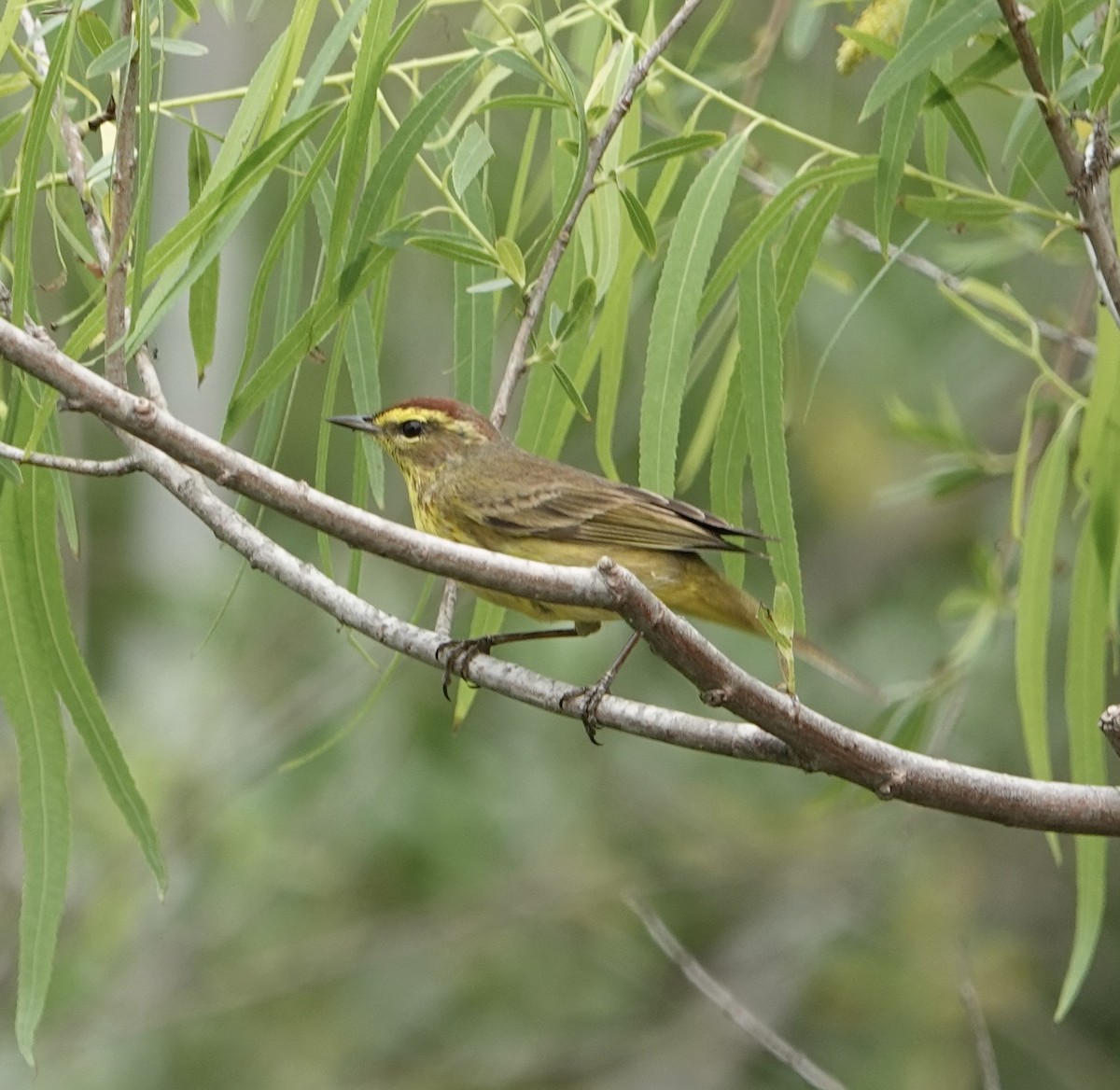 Palm Warbler (Yellow) - ML633196123