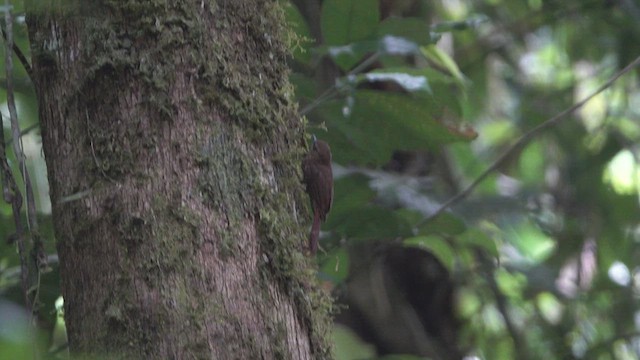 Wedge-billed Woodcreeper - ML633196362
