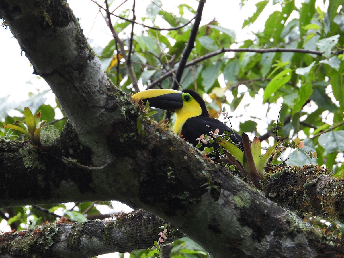 Toucan du Choco - ML633196485