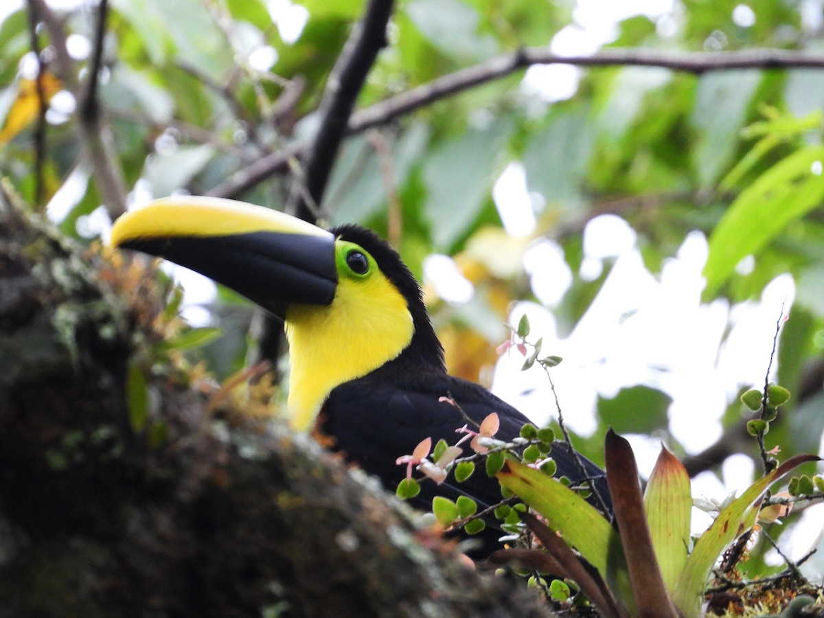 Toucan du Choco - ML633196489