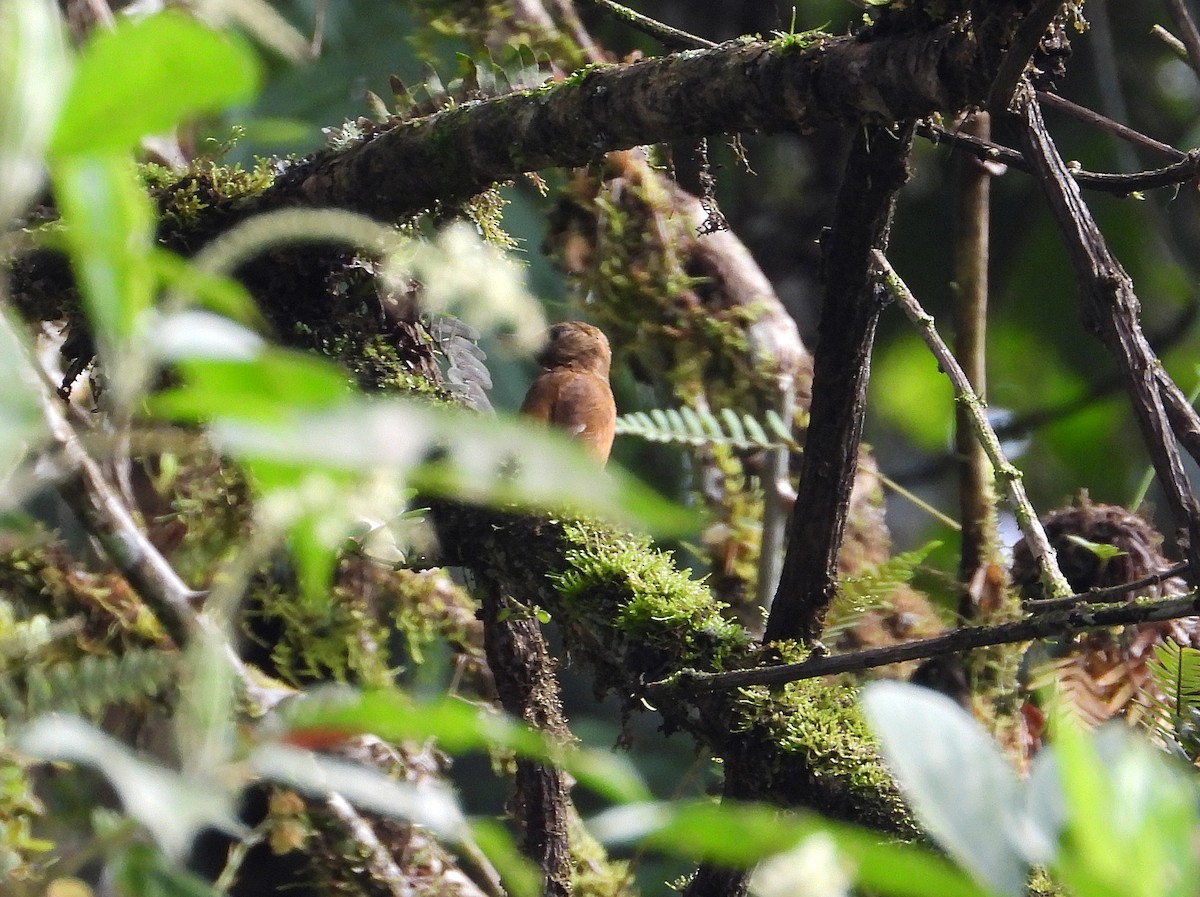Smoky-brown Woodpecker - ML633196561
